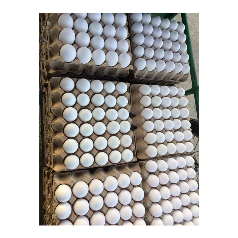 white and Brown chicken eggs available at cheap price