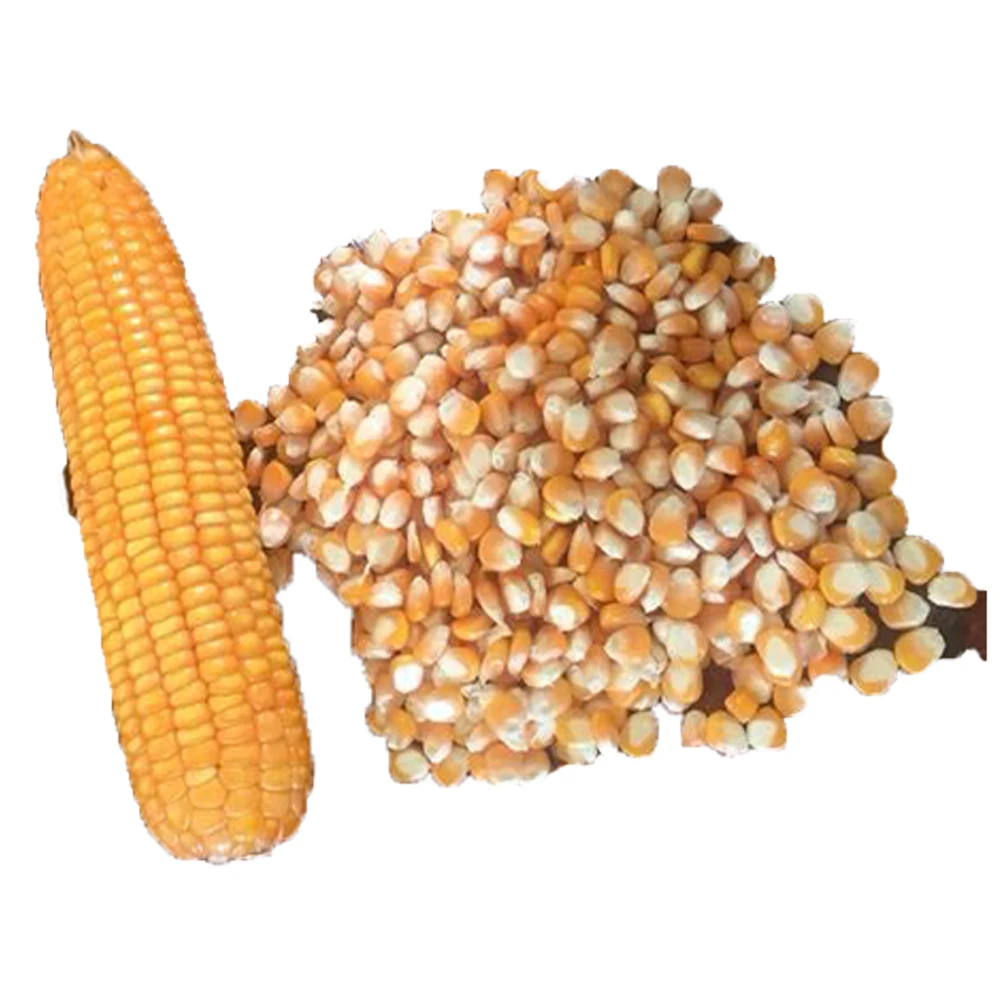 Non GMO Top quality Dried Yellow Corn - Maize Dry For Animal Feed