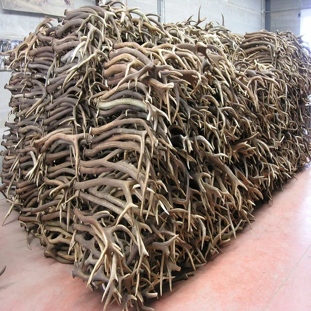 Рога оленя рога австралийского коровьего коричневого цвета черная картонная 434 крупного рогатого скота