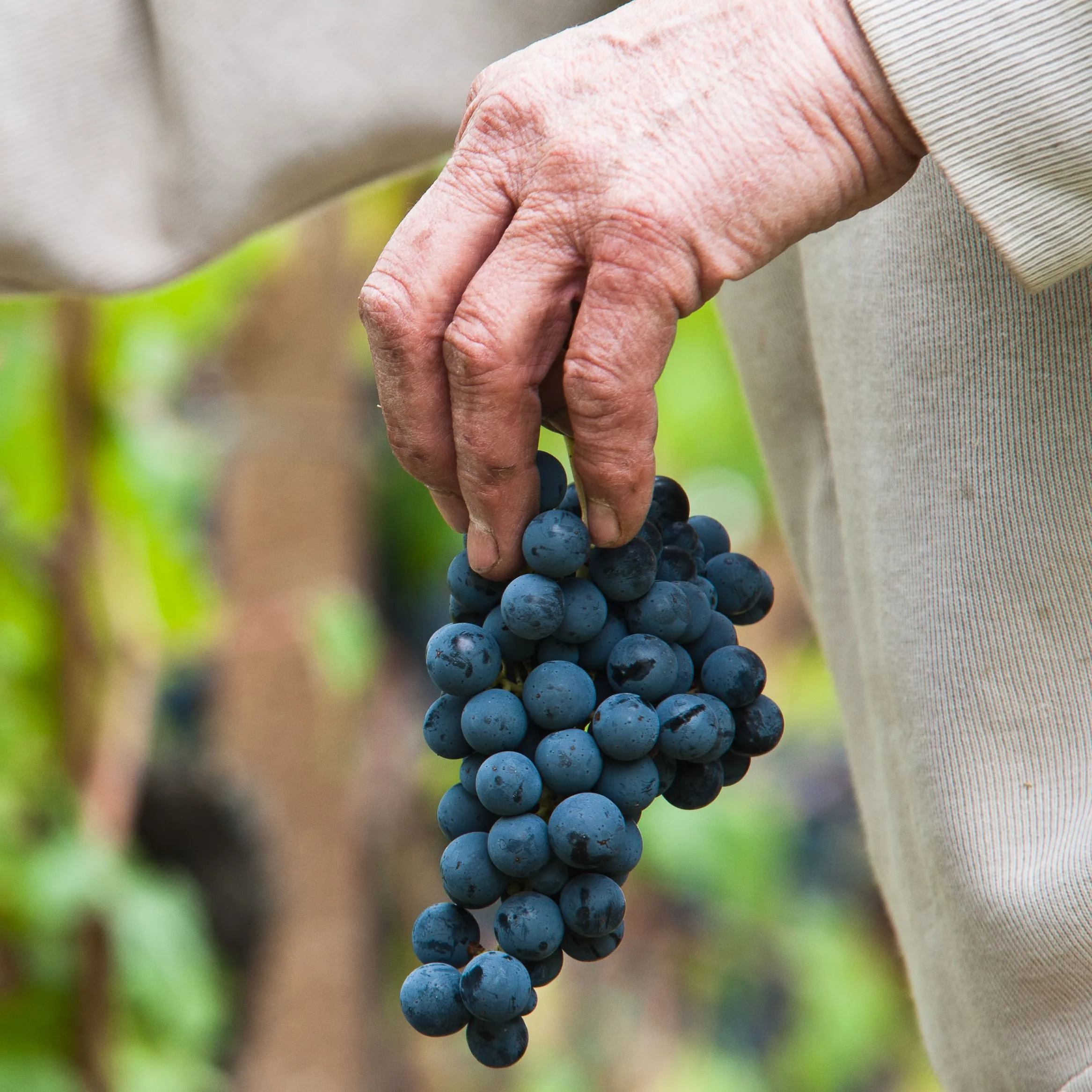 Premium quality red wine blend REBUSSON Igt 75cl Vigna Petrussa Italian Wine for restaurant wine bar private client horeca