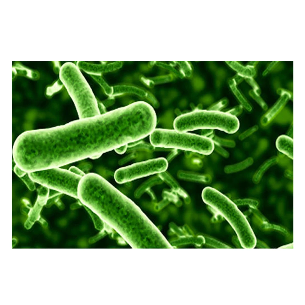 2021 Hot Selling Insen Probiotics Good Quality Lactobacillus Rhamnosus Probiotics Supplier - Zealmax Biopharma