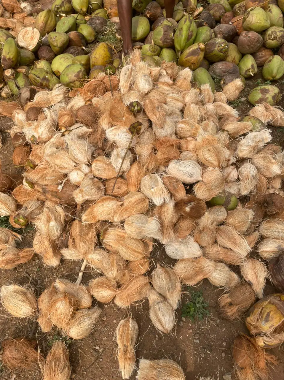 Coconut Large Manufacture Exporter of Coconut 100% Natural  Used Food Oil  More Milk Extraction Packaging  Customised logo