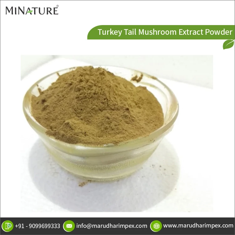 Оптовый поставщик высококачественного 100% чистого порошка экстракта грибов индейки по лучшей цене