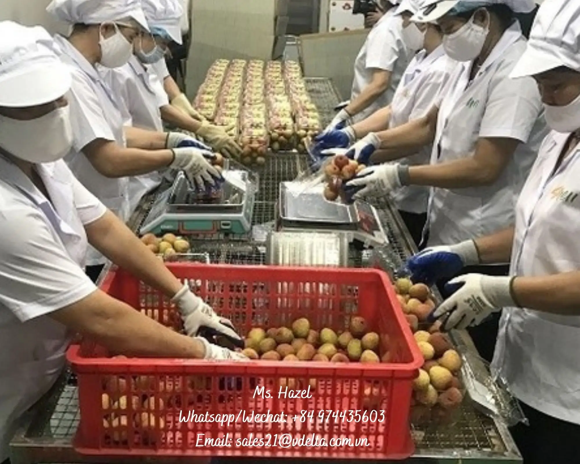 Лучший поставщик консервированных личи в легком сиропе по стандарту экспорта/Ms. Hazel (+ 84) 974435603