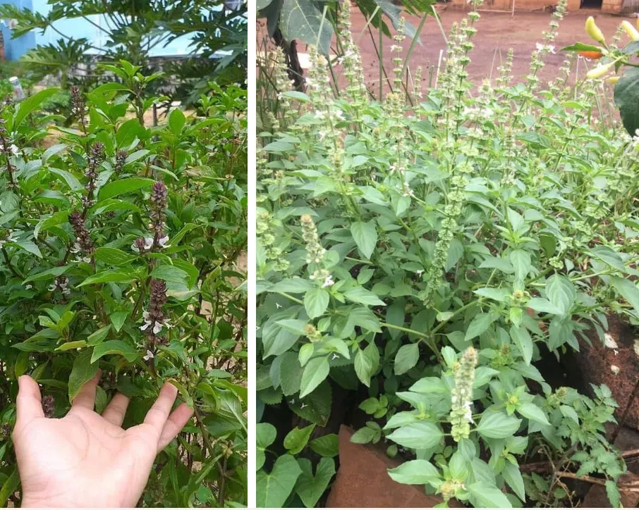 Ocimum grудовлетворенный/Семена базилика/сок для напитков высокое качество Лучшая цена // + Ivy 84977157110