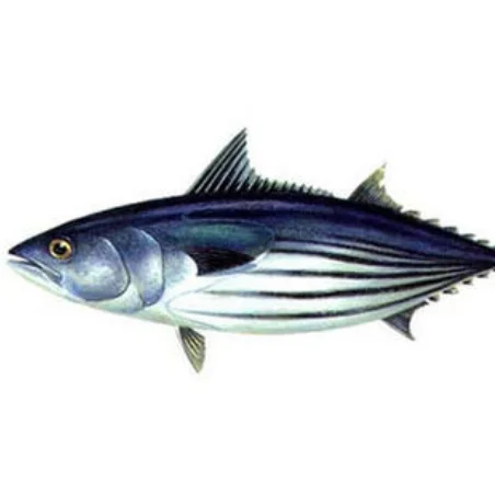 Tuna Yellowfin Tuna Fish Hot selling Frozen on board Fresh Frozen Whole Fish YELLOW FIN TUNA