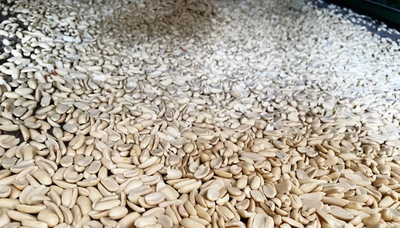 
Top Grade Peanut Nutritious Red Skin Peanut Egypt Origin Top Grade Peanut 