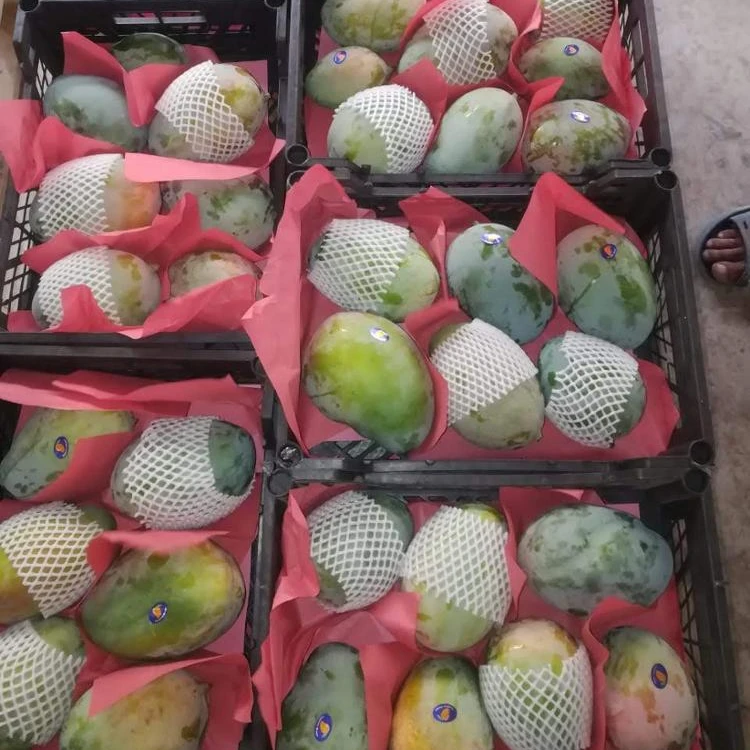 
FRESH SWEET GREEN YELLOW alphonso mango FOR SALE 