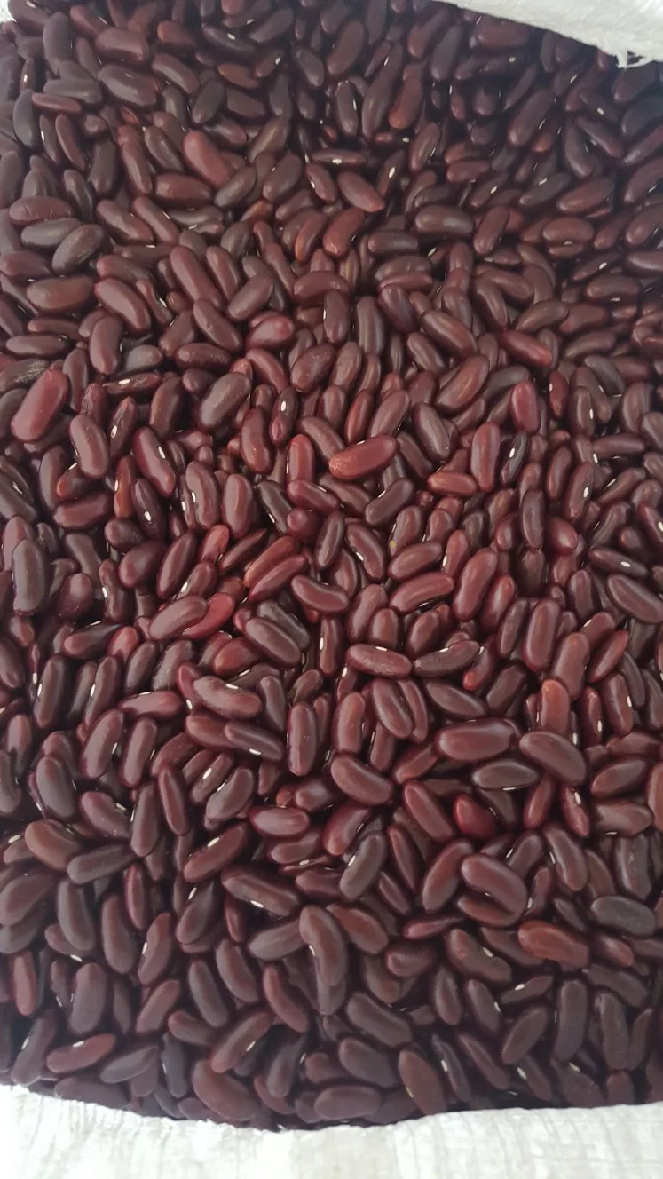 Organic Dark Red Kidney Beans with high quality from Viet Nam - Sven +84 966722357