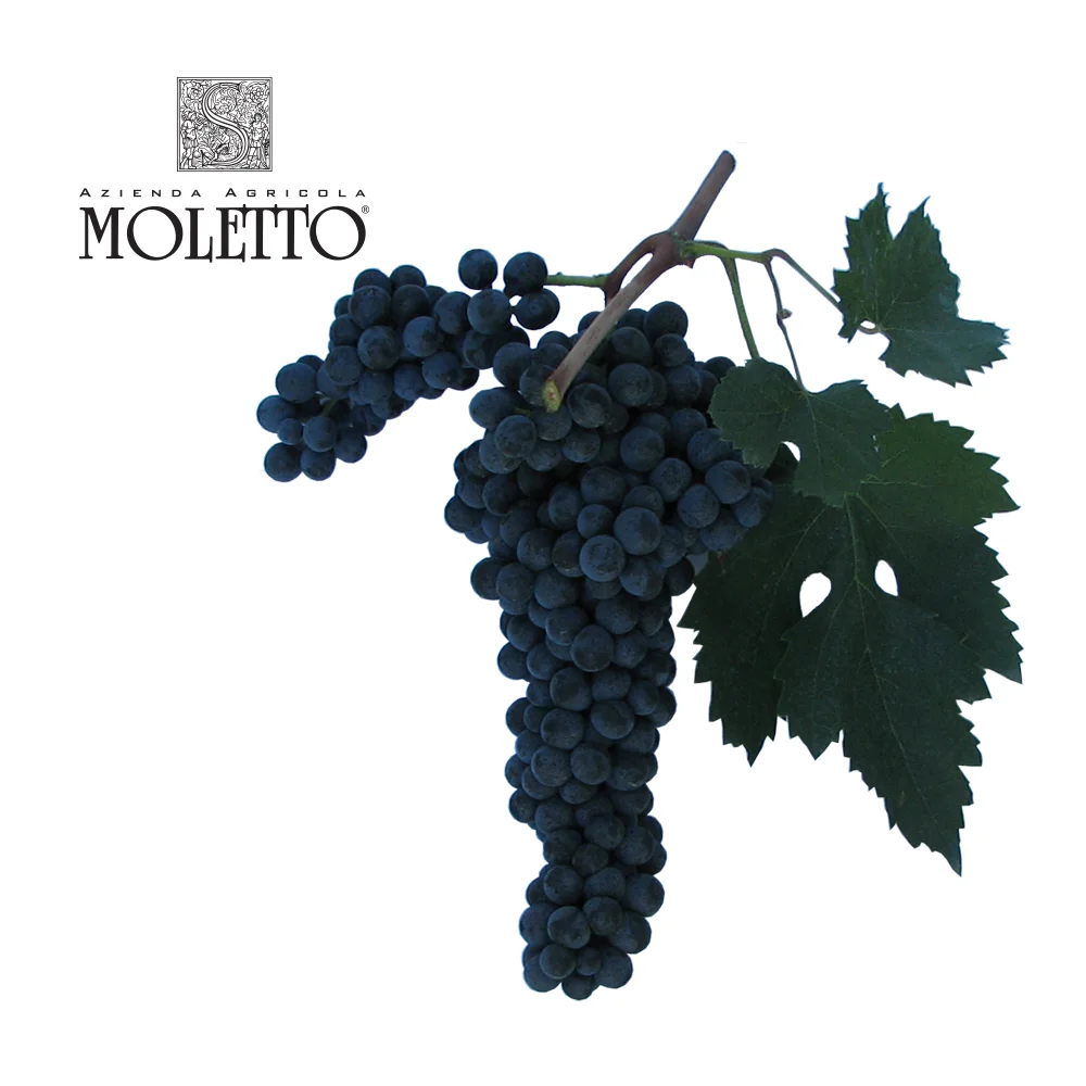 Сверкающее вино rabeo Frizzante из итальянского венетрового района, Произведено в винограде рабо