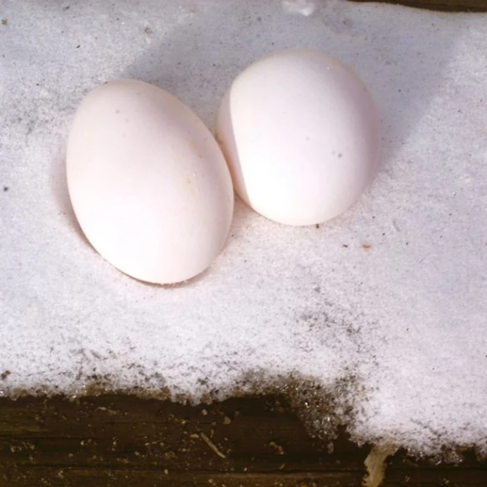 Горячая Распродажа свежих куриных яиц