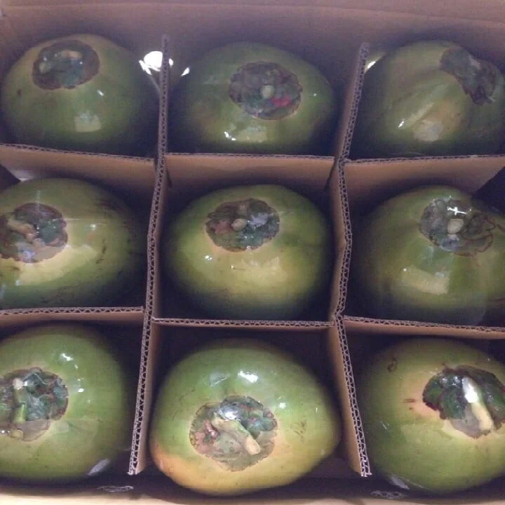 
FRESH COCONUT MADE IN VIETNAM +84916611103 whatsapp 