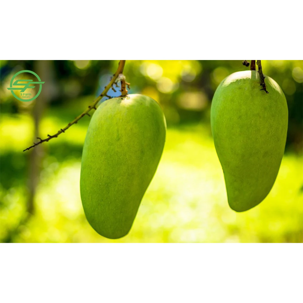 Mango a Grade Natural Sweet Green and Yellow Organic Cultivation with Phytosanitary Certificate Certification Fresh 80% Maturity