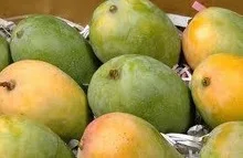 First Class MANGO Best Crop
