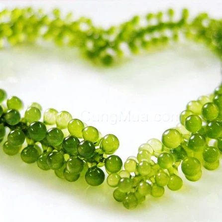 FRESH SEA GRAPES/ LATO / FOR SASHIMI / CANADIAN MARKET ( MS. NESSA +84 896611913 )