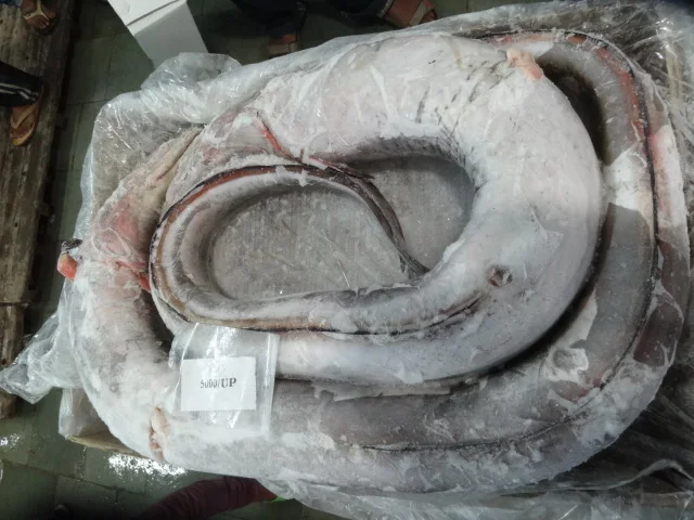 Замороженная рыба угорь