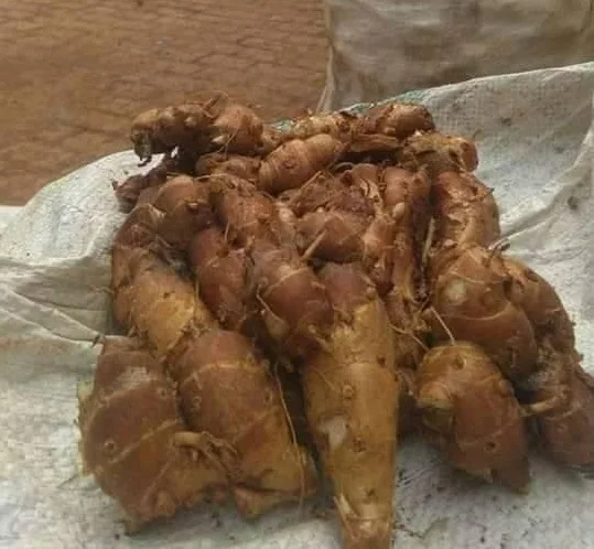 Kaempferia galanga/ Sand Ginger Kencur/ Cutcherry Kencur по конкурентоспособной цене