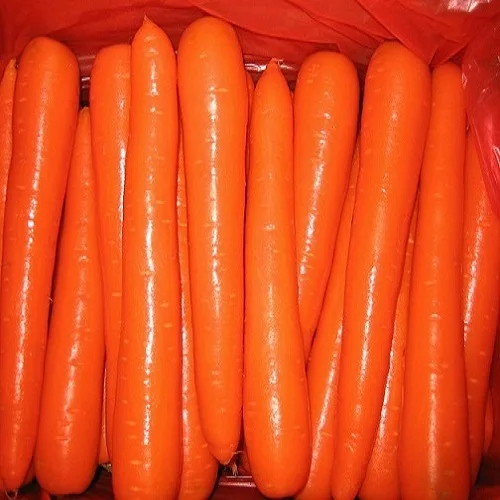 
Fine Price carrot farm fresh farm price carrot 