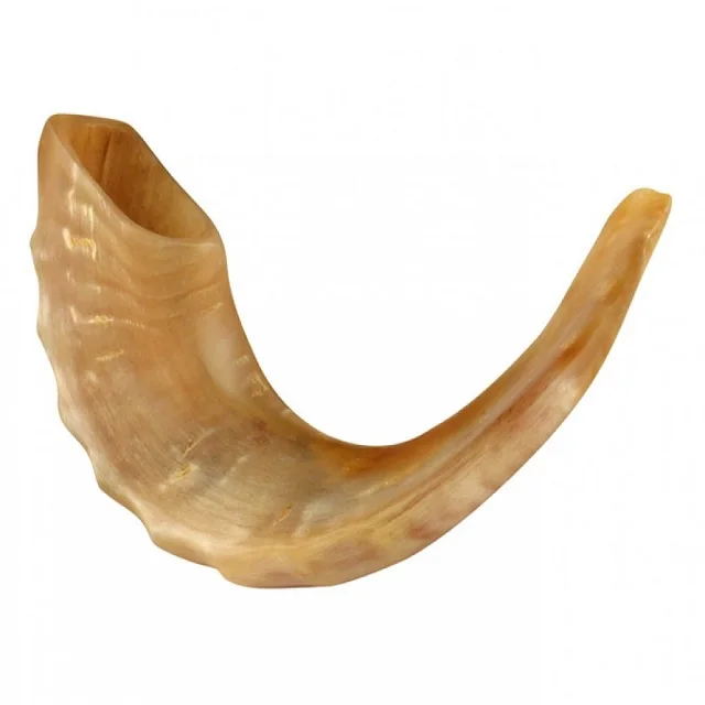 Rare Extra Large Light Natural Horn Shofar with suitable price