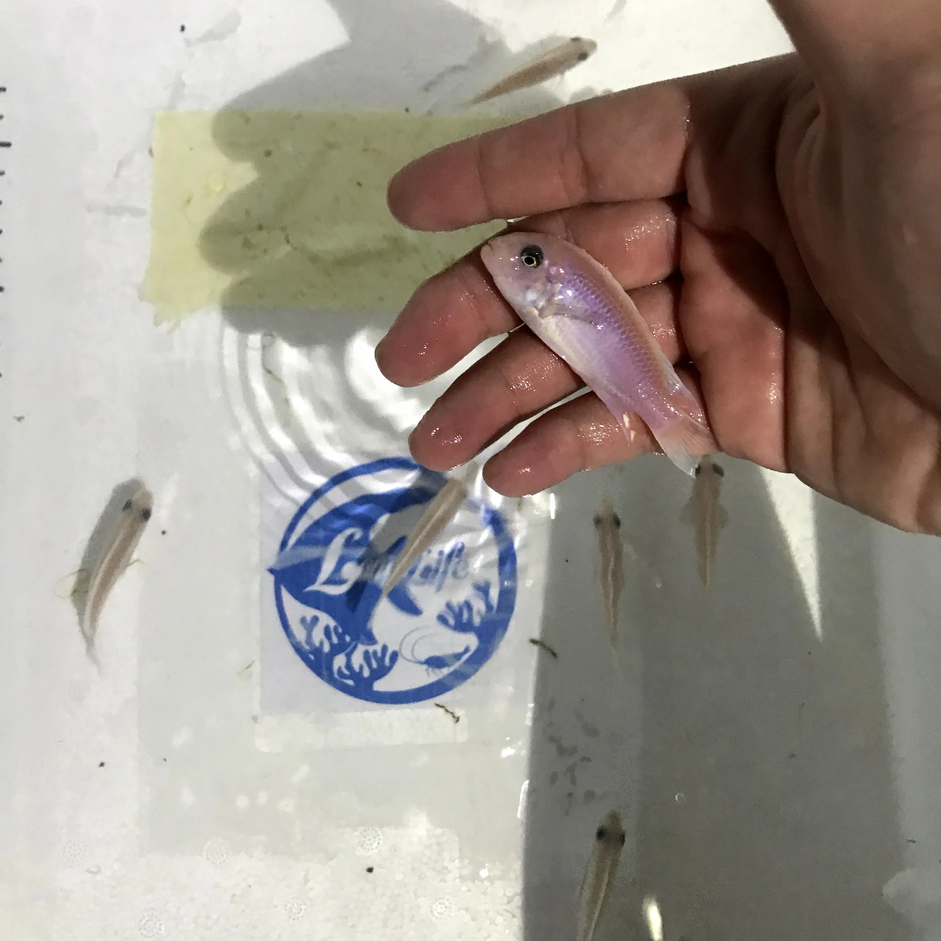 
Farm bred Metriaclima zebra pearly white African Malawi Cichlids For sale 