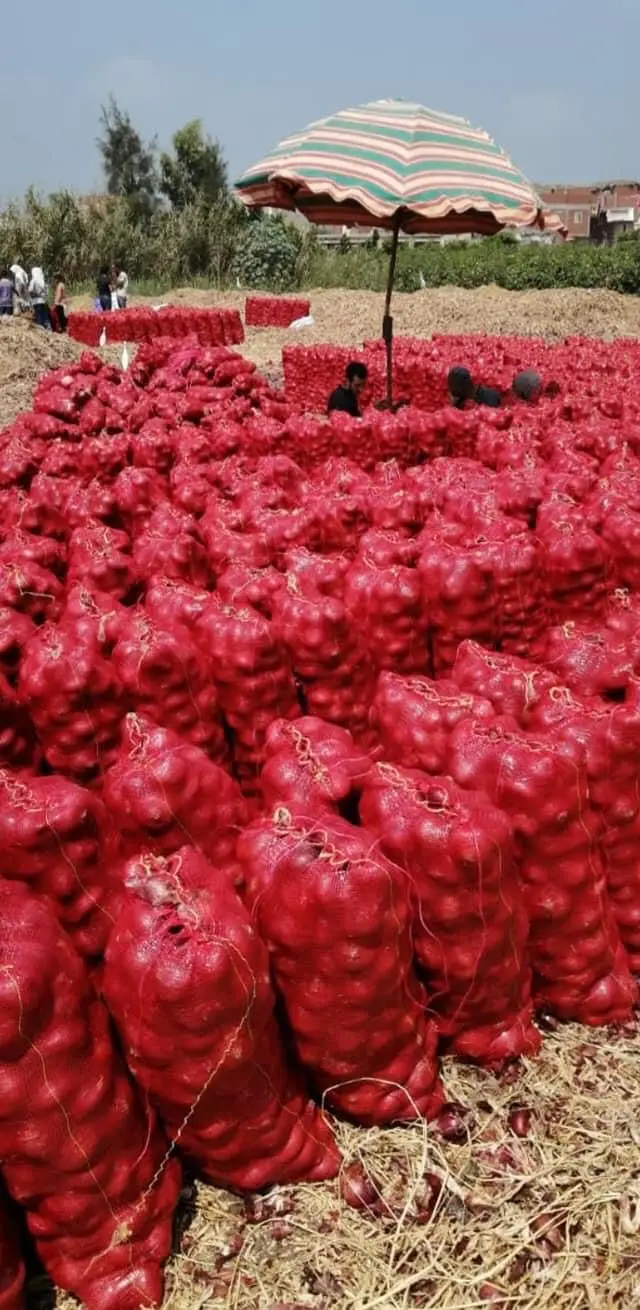 Горячая распродажа высокое качество низкие цены свежий лук овощи