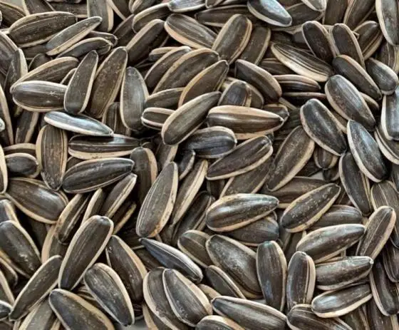 Crude Sunflower Seed Oil, Edible, Bulk,Human Consumption Supplier