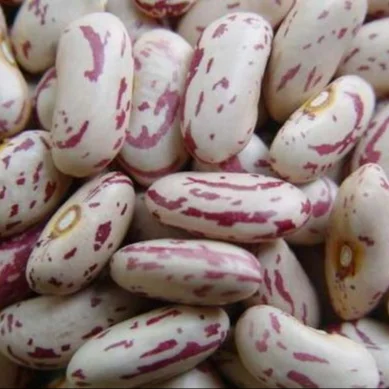 
Rajma Chitra, Pinto Beans , Speckled Kidney Beans 