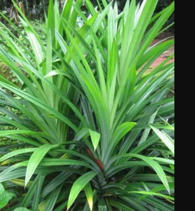 Поставщик высококачественных вьетнамских сушеных листьев панданов // порошок/2021 Ms Sofia + 84 789 946 878