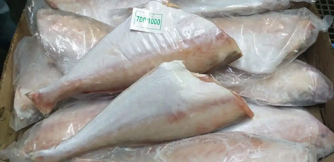 Frozen Leather jacket fish headless gutted tailless from India, Leather jacket fish HGT