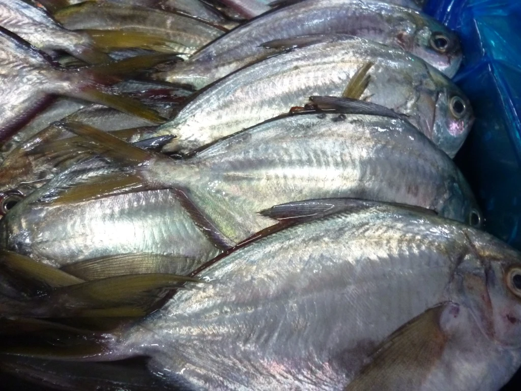 Butterfish Whole Round (Peprilus Medius)