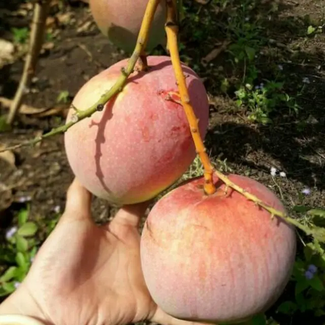 
High Quality Fruit Australia Mango Sweet Style NATURAL Origin Type Variety Size Organic cultural 