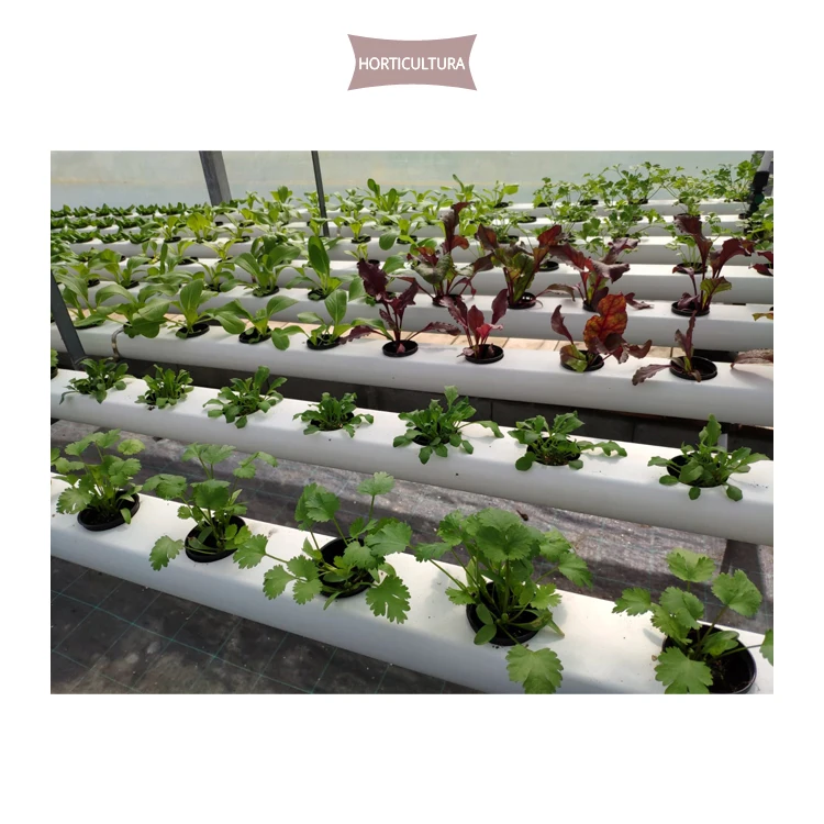 Top Exporter of Excellent Quality Healthy Plants H2HYBRID Hydroponic Systems for Indoor Farms