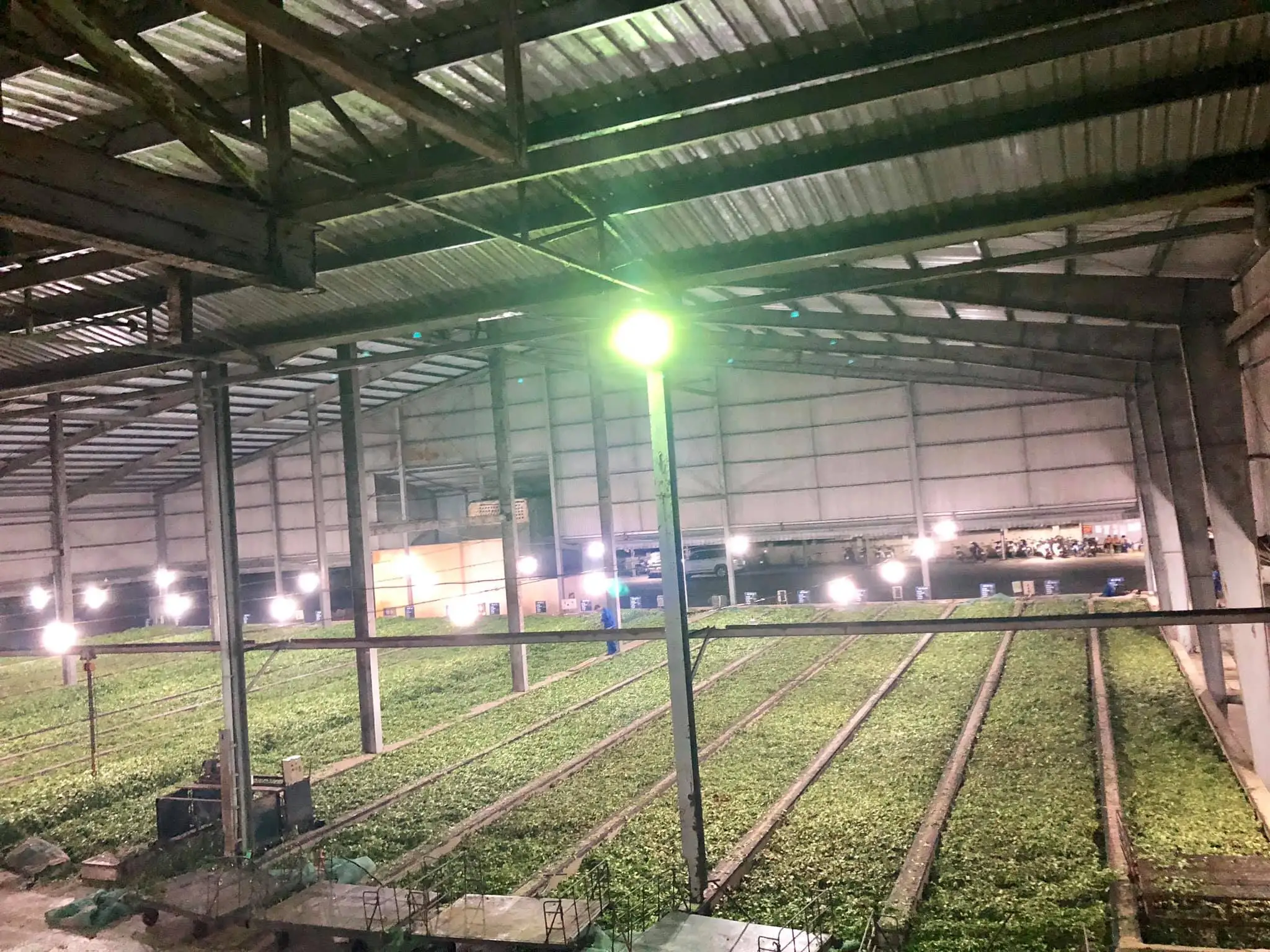 60kg Weight Beverage Bitter Raw Processing Type Drinks Style New Age Blended Green Tea Origin From Vietnam