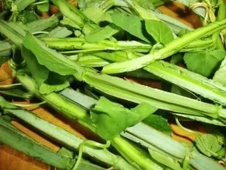 Adamant Creeper Powder | Cissus powder from Indian Agri Farm Whatsapp + 919619091811