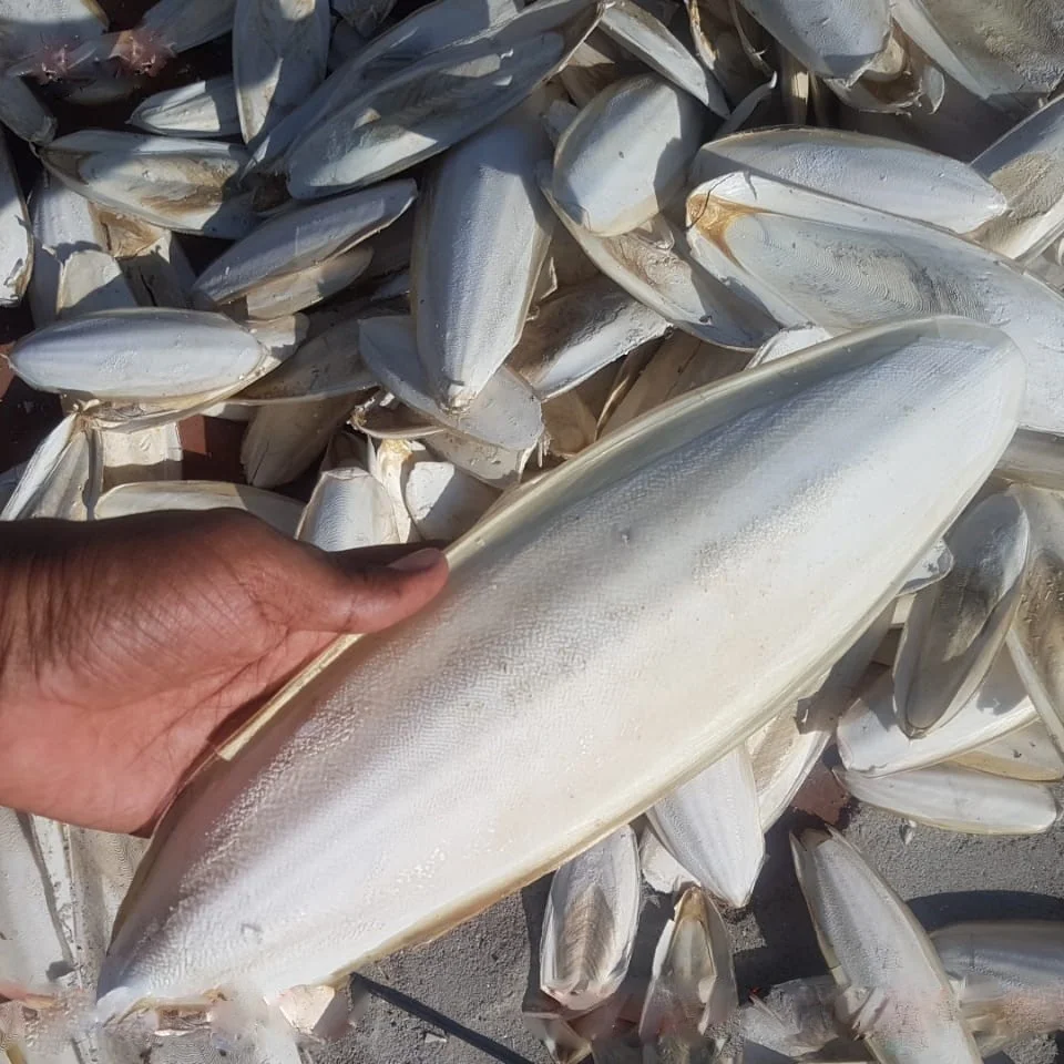 Top quality Dried Cuttlefish bone from India, 100% sun dried cuttlefish bones