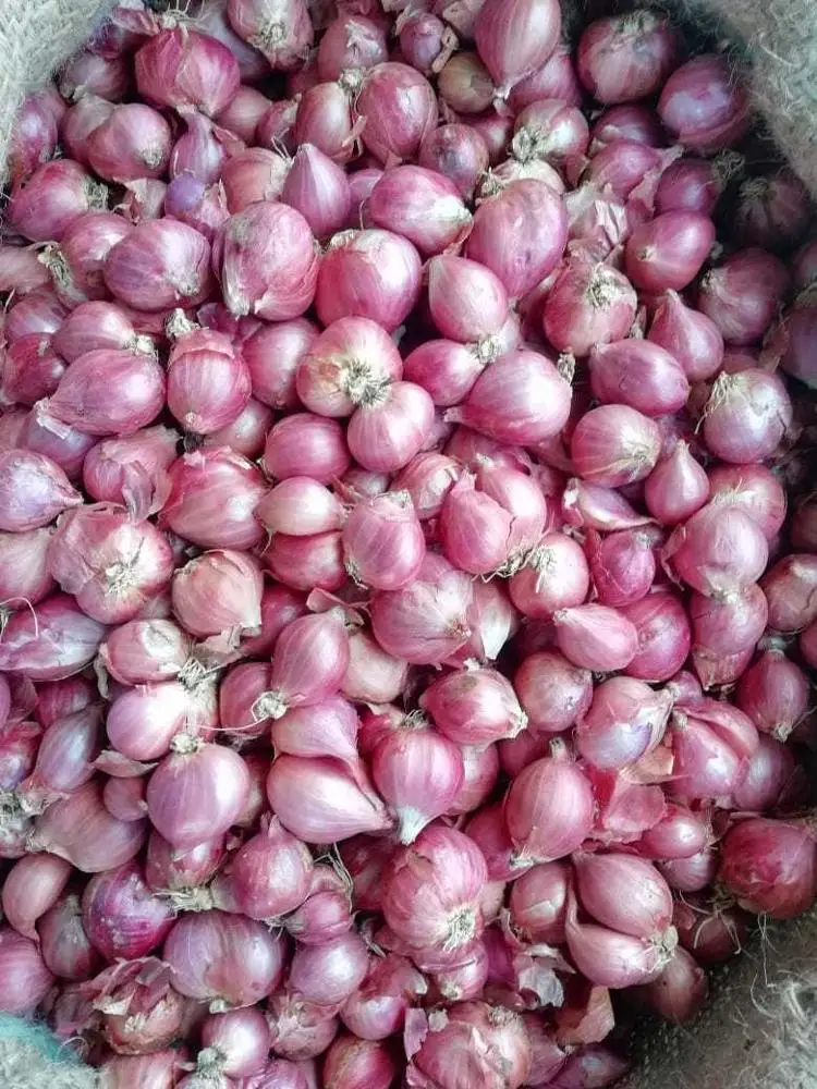 fresh market prices red onion for importers and buyers wholesale