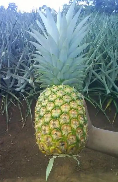 Лучший выбор для свежих ананасов, лучший ананас с сертификацией зазора, картонная упаковка