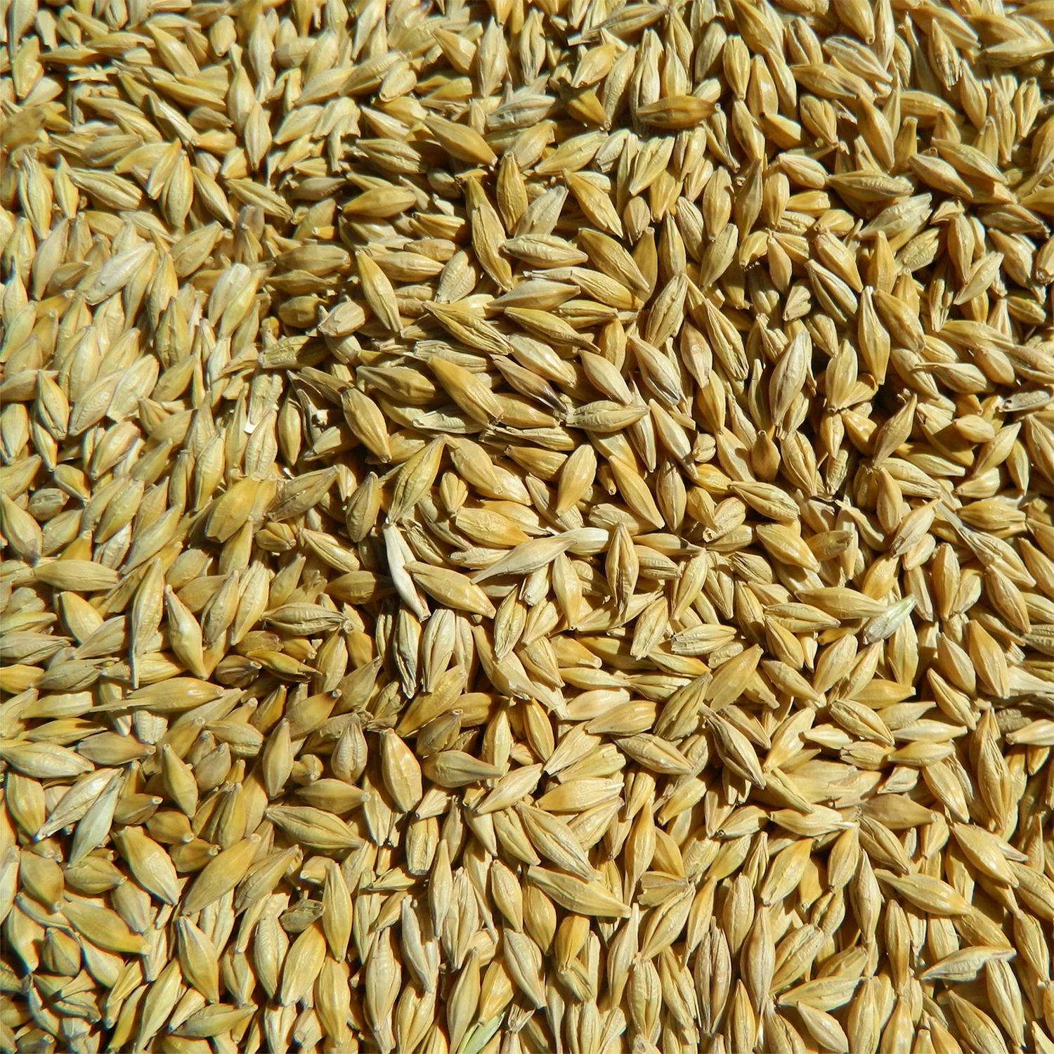 
High quality barley grain any quality requirements, from manufacturer 