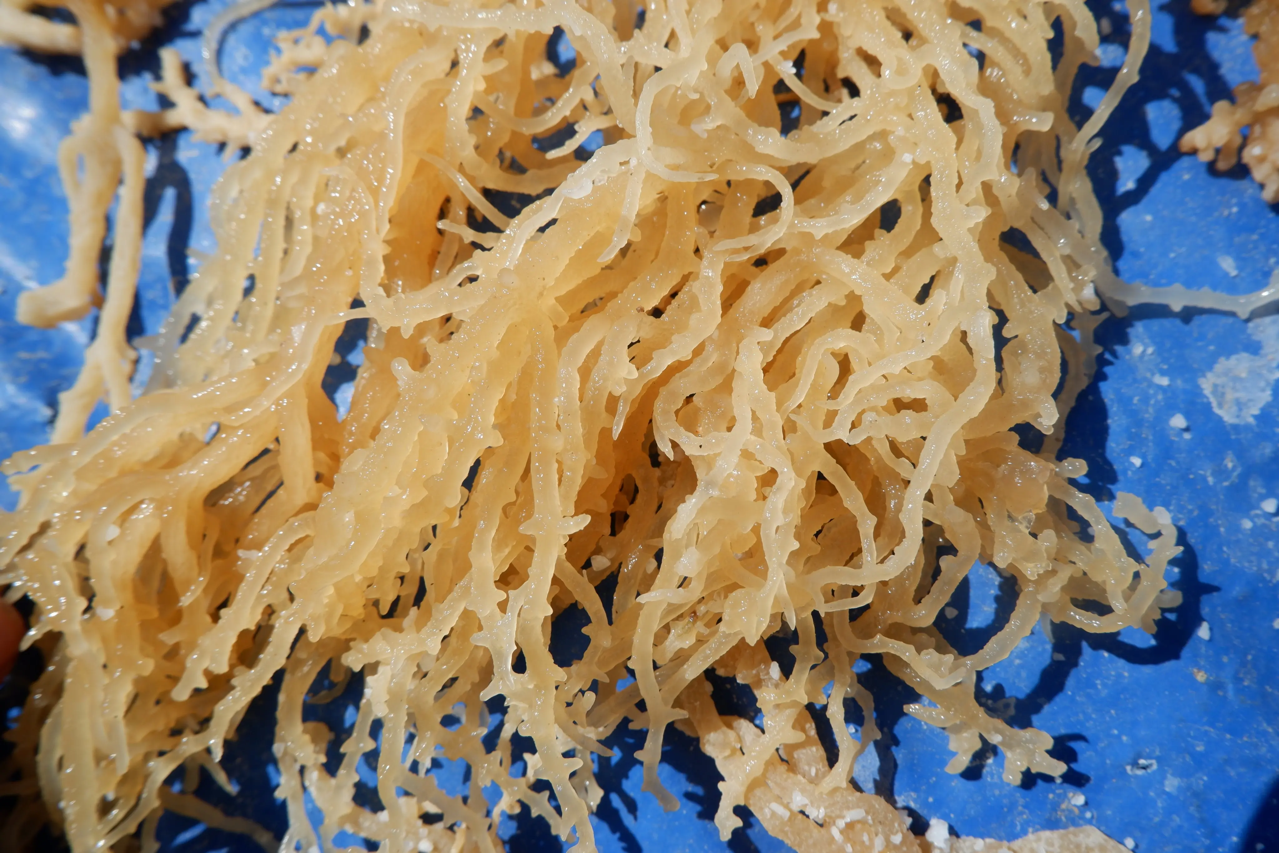 
High quality dried eucheuma cottonii seaweed / irish sea moss 