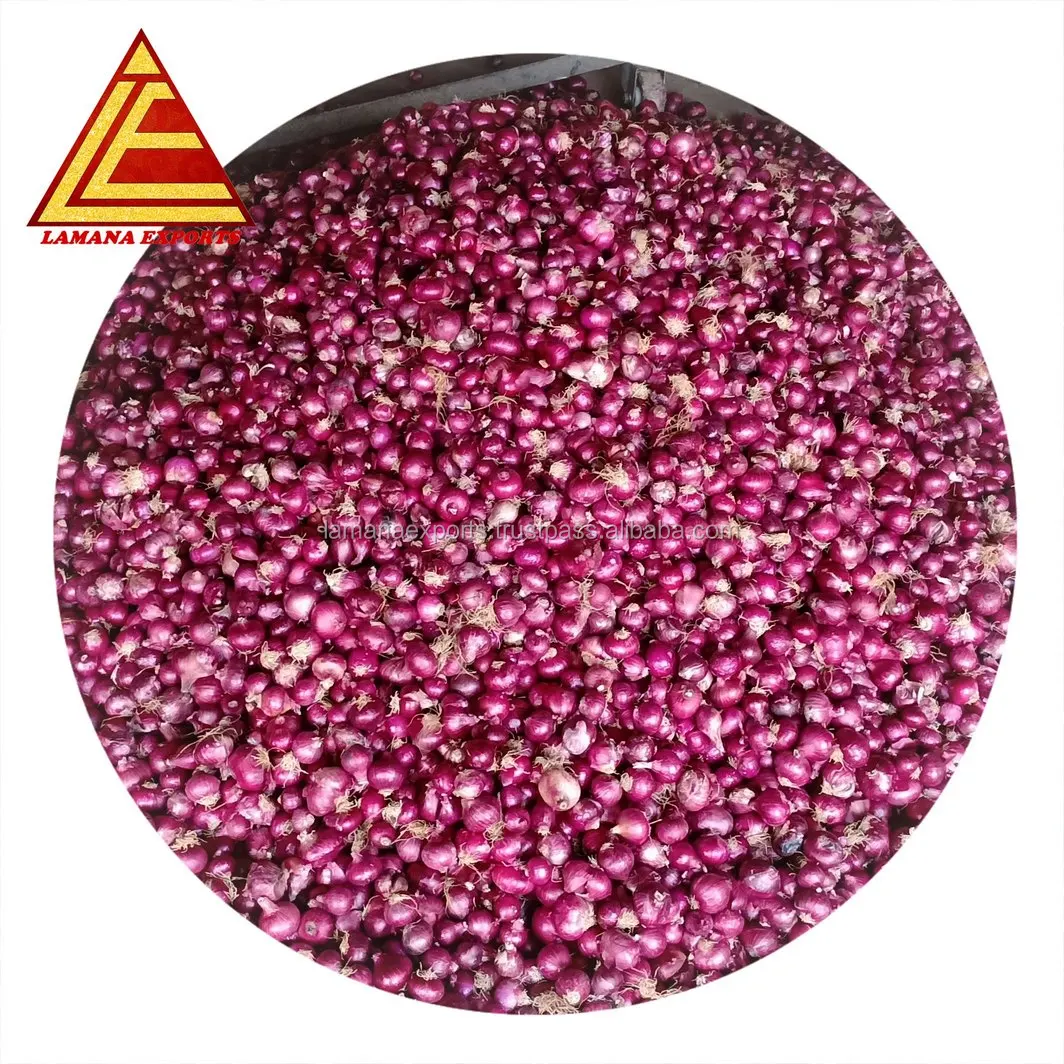Bangalore Rose Onion New Crop for Malaysia Singapore Vietnam 27mm Fresh Non-peeled COMMON Round Liliaceous Vegetabless