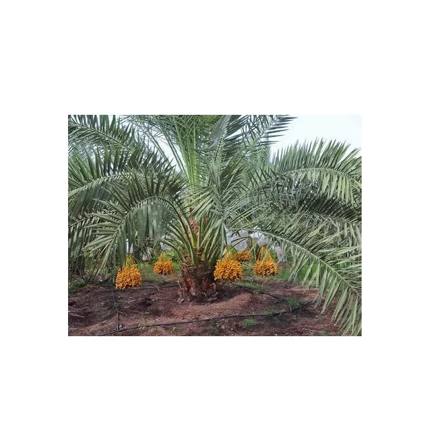 Phoenix dactylifera Arab Khajoor Premium Barhee Date Fruit Tree Plant