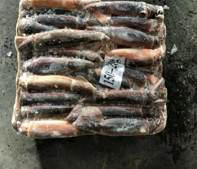 Best Price Squid and frozen squid for sale
