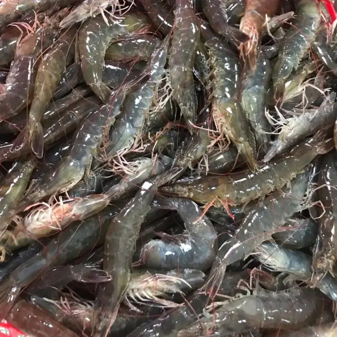  Оптовая продажа креветки анимированные вкусные замороженные морепродукты