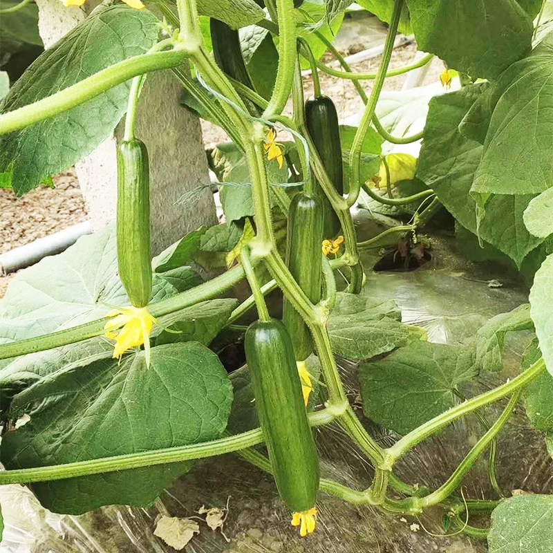 
Quality High Yield Hybrid F1 Mini Green Cucumber Seeds from China 