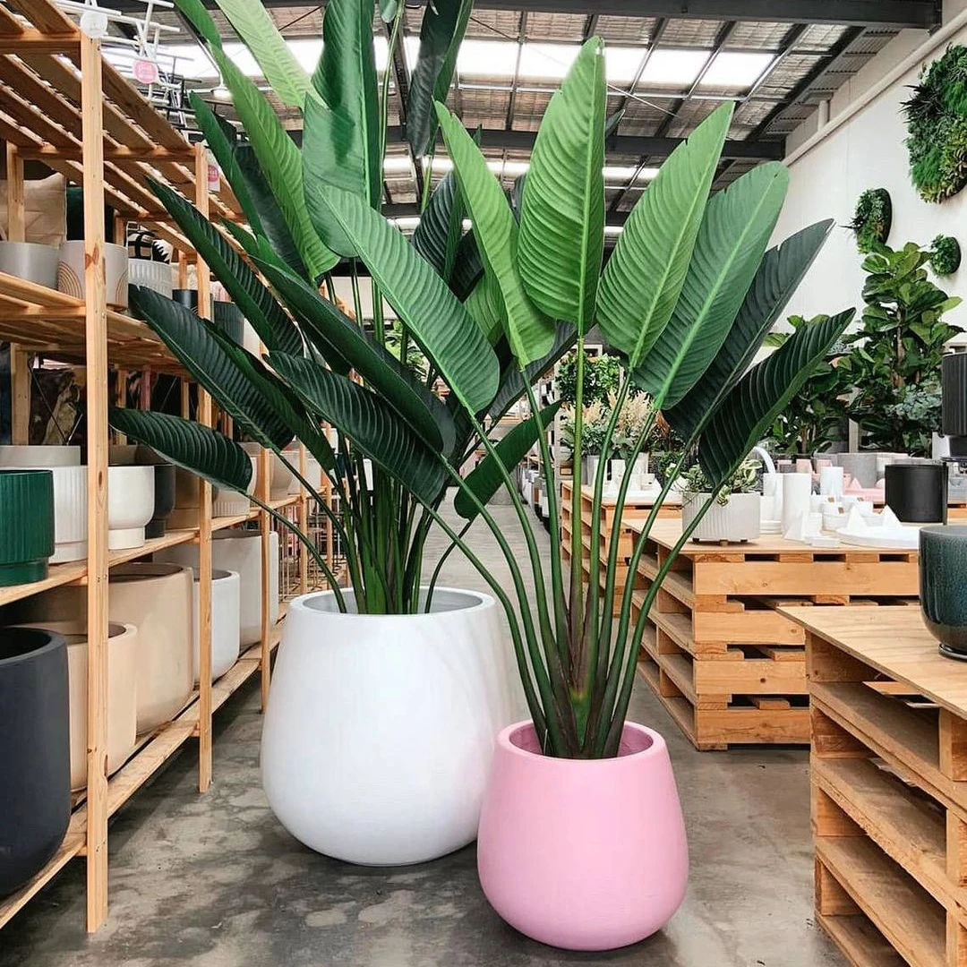 Набор из 4 ВАЗ разных размеров с цветами большие белые изготовленные волокнистого цемента высокое качество Дун Най Вьетнам