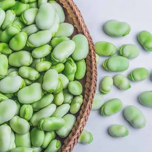 
Fresh IQF Frozen Fava Peeled Broad Bean / Brazil Exporter 