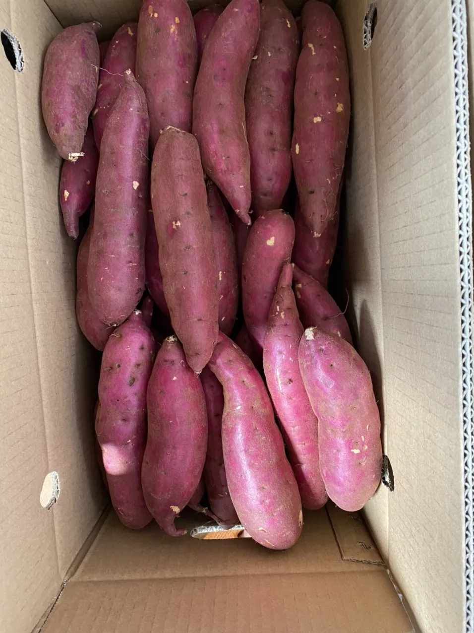  Экспорт продукции // японский сладкий картофель мед из Вьетнама для оптовой продажи только $1/ Ms Sofia + 84 789946878