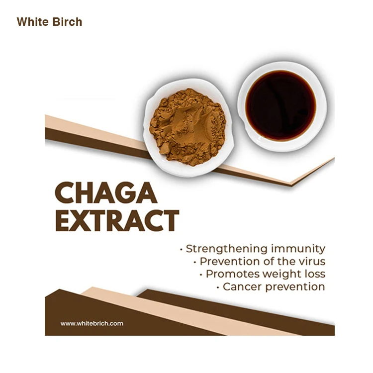 Multiple Health Benefits Natural Chaga Mushrooms Extract Powder for Sale