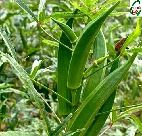  Зеленые семена окры (хинди) с открытым опылением