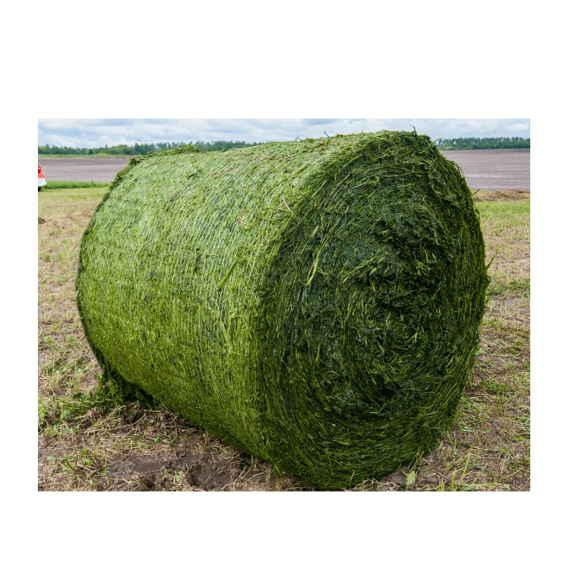 Best Quality Wholesale Alfalfa hay For Sale In Cheap Price